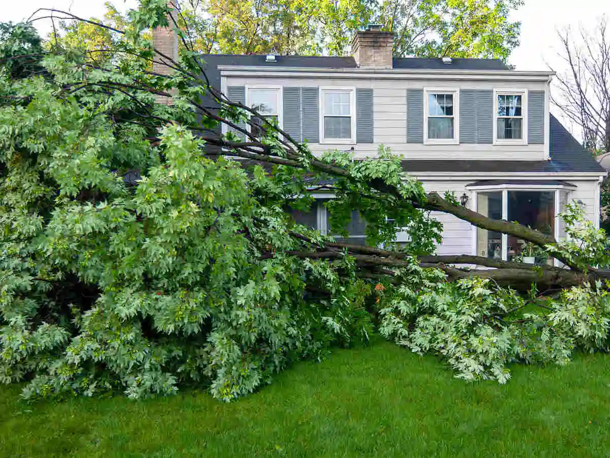 Image for If A Tree Falls...Who Pays For It?